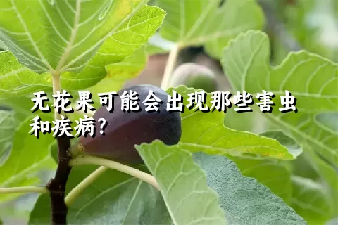 无花果可能会出现那些害虫和疾病？