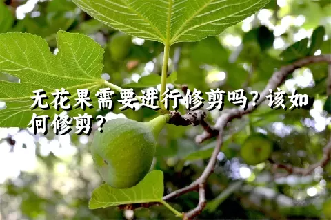 无花果需要进行修剪吗？该如何修剪？