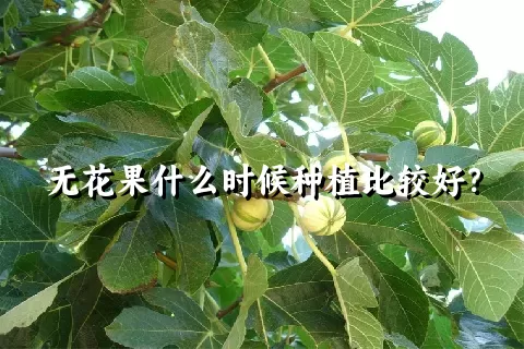 无花果什么时候种植比较好？