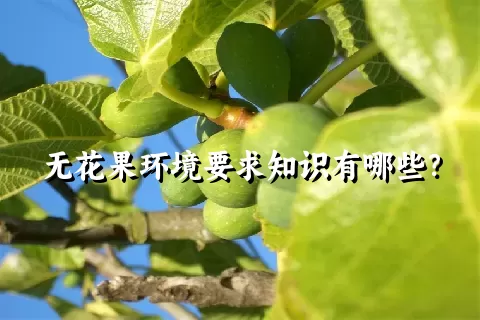 无花果环境要求知识有哪些？