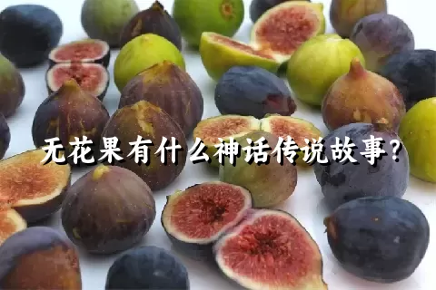 无花果有什么神话传说故事？