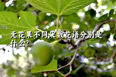 无花果不同朵数花语分别是什么？