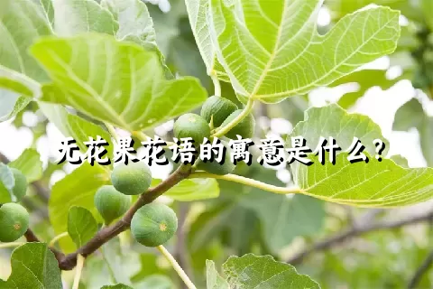 无花果花语的寓意是什么？