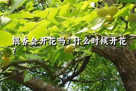 银杏会开花吗？什么时候开花？