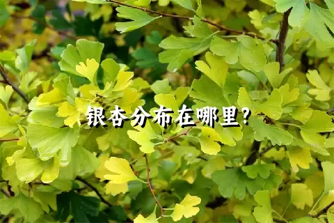 银杏分布在哪里?