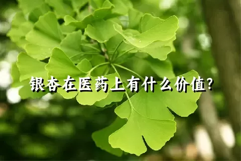 银杏在医药上有什么价值？