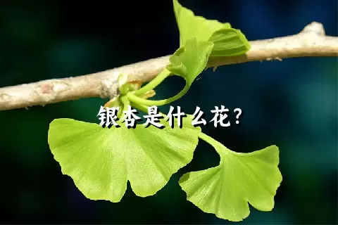 银杏是什么花？