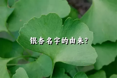 银杏名字的由来？