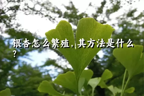 银杏怎么繁殖，其方法是什么？