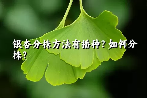 银杏分株方法有播种？如何分株？