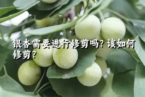 银杏需要进行修剪吗？该如何修剪？