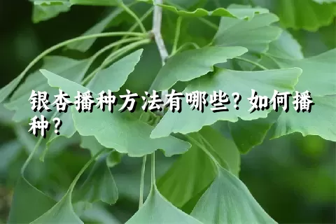 银杏播种方法有哪些？如何播种？