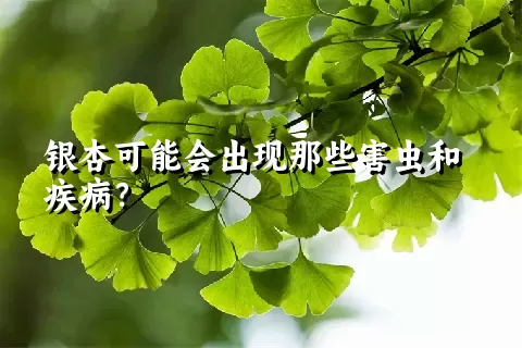 银杏可能会出现那些害虫和疾病？