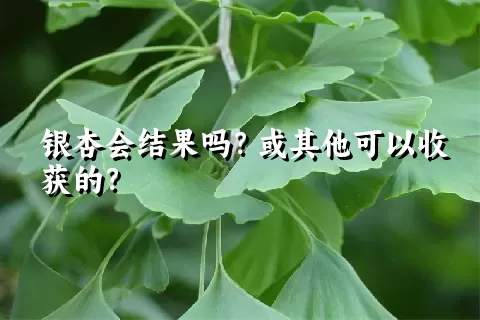 银杏会结果吗？或其他可以收获的？