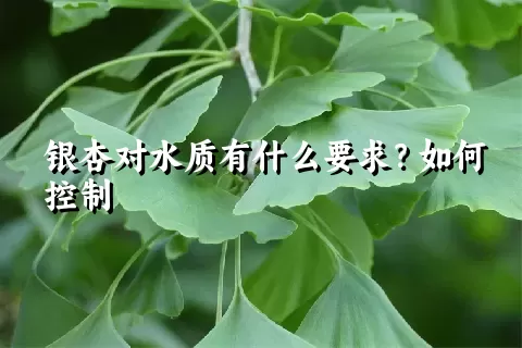 银杏对水质有什么要求？如何控制