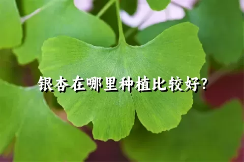 银杏在哪里种植比较好？