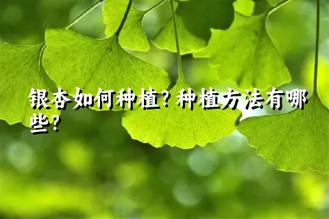 银杏如何种植？种植方法有哪些？