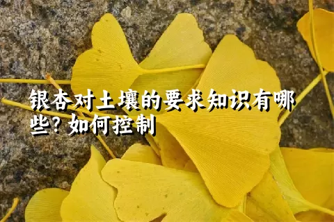 银杏对土壤的要求知识有哪些？如何控制