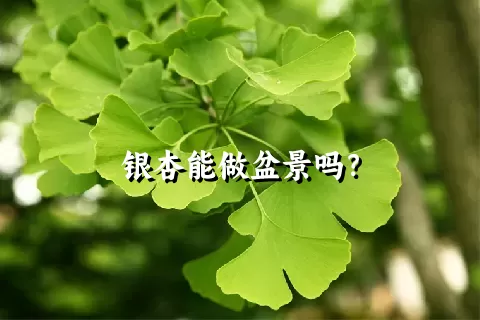 银杏能做盆景吗？