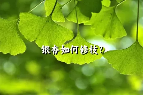 银杏如何修枝？