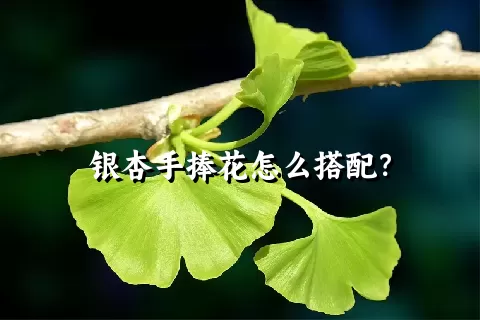 银杏手捧花怎么搭配？