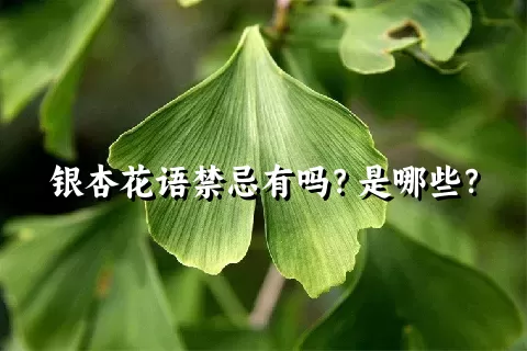 银杏花语禁忌有吗？是哪些？