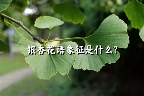 银杏花语象征是什么？