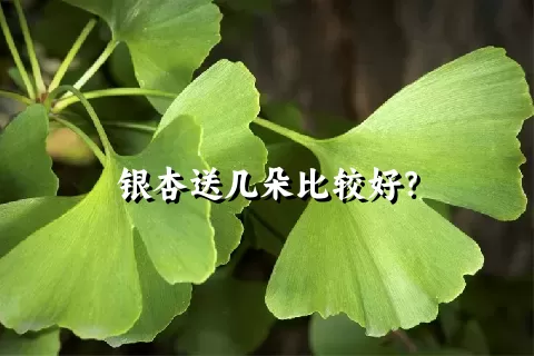 银杏送几朵比较好？