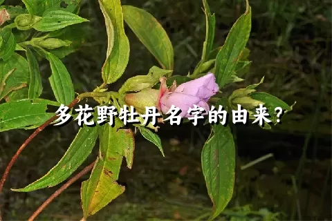 多花野牡丹名字的由来？