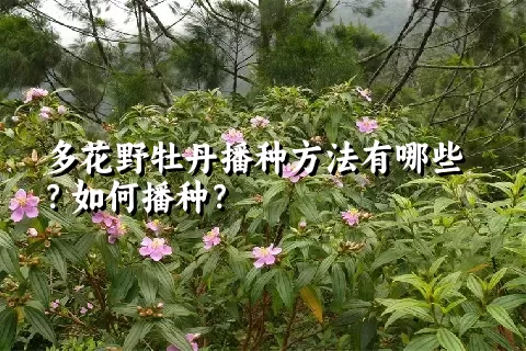 多花野牡丹播种方法有哪些？如何播种？