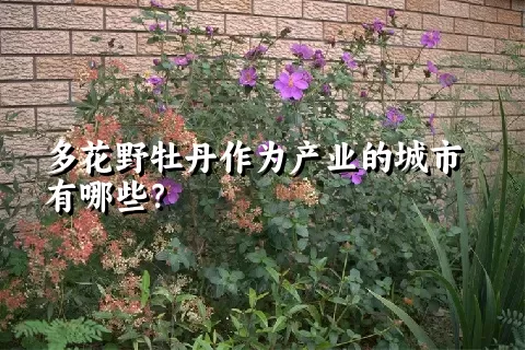 多花野牡丹作为产业的城市有哪些？