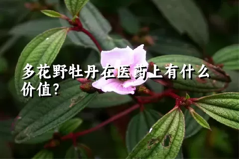 多花野牡丹在医药上有什么价值？