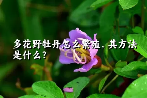 多花野牡丹怎么繁殖，其方法是什么？