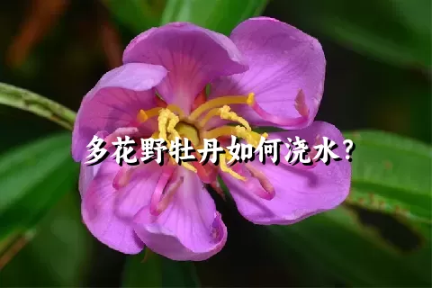 多花野牡丹如何浇水？