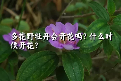 多花野牡丹会开花吗？什么时候开花？