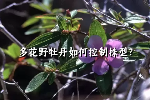 多花野牡丹如何控制株型？