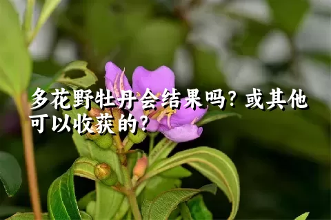 多花野牡丹会结果吗？或其他可以收获的？