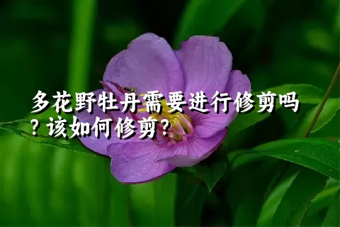 多花野牡丹需要进行修剪吗？该如何修剪？