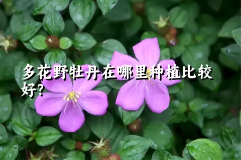 多花野牡丹在哪里种植比较好？