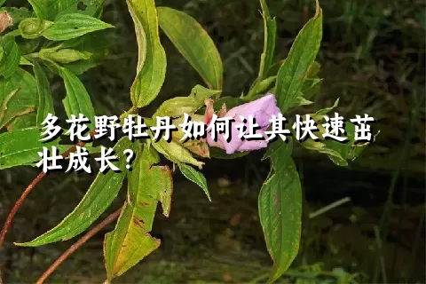 多花野牡丹如何让其快速茁壮成长？