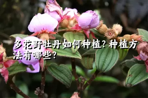 多花野牡丹如何种植？种植方法有哪些？