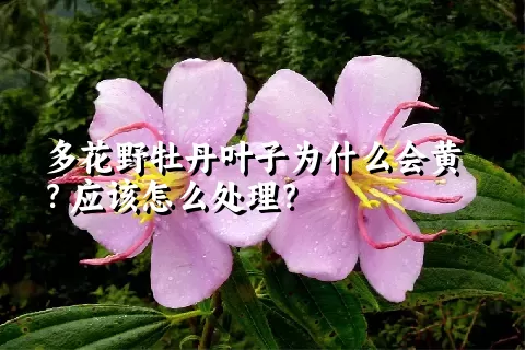 多花野牡丹叶子为什么会黄？应该怎么处理？