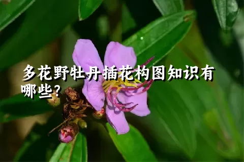 多花野牡丹插花构图知识有哪些？