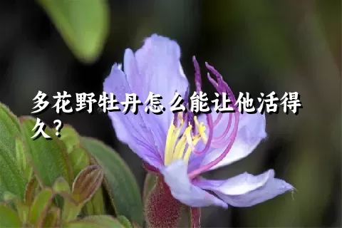 多花野牡丹怎么能让他活得久？