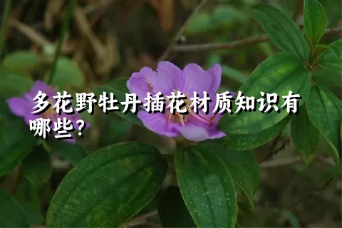 多花野牡丹插花材质知识有哪些？