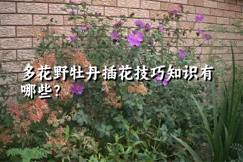 多花野牡丹插花技巧知识有哪些？