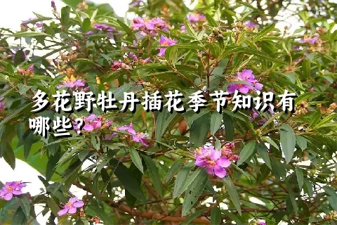 多花野牡丹插花季节知识有哪些？