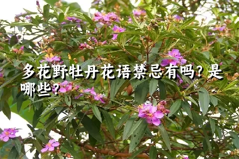 多花野牡丹花语禁忌有吗？是哪些？