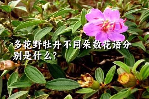 多花野牡丹不同朵数花语分别是什么？