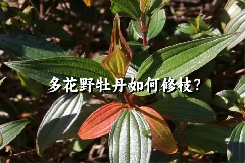 多花野牡丹如何修枝？